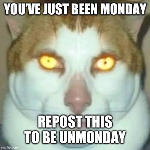 Monday left me broken. Tuesday I was through with hoping. Wednesday my empty arms were open. Thursday waiting for love, waiting  | YOU’VE JUST BEEN MONDAY; REPOST THIS TO BE UNMONDAY | image tagged in sigma cat | made w/ Imgflip meme maker