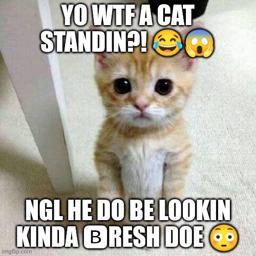 The cat looks fresh af | YO WTF A CAT STANDIN?! 😂😱; NGL HE DO BE LOOKIN KINDA 🅱️RESH DOE 😳 | image tagged in el gato | made w/ Imgflip meme maker