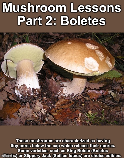 Mushrooms lessons part 2 | Mushroom Lessons Part 2: Boletes; These mushrooms are characterized as having tiny pores below the cap which release their spores. Some varieties, such as King Bolete (Boletus Edulis) or Slippery Jack (Suillus luteus) are choice edibles. | made w/ Imgflip meme maker