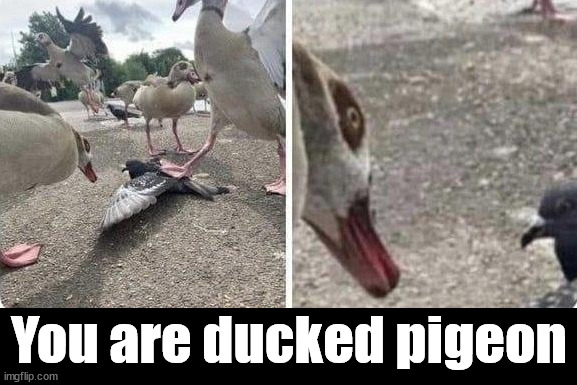 When I am autocorrected | You are ducked pigeon | image tagged in duck | made w/ Imgflip meme maker