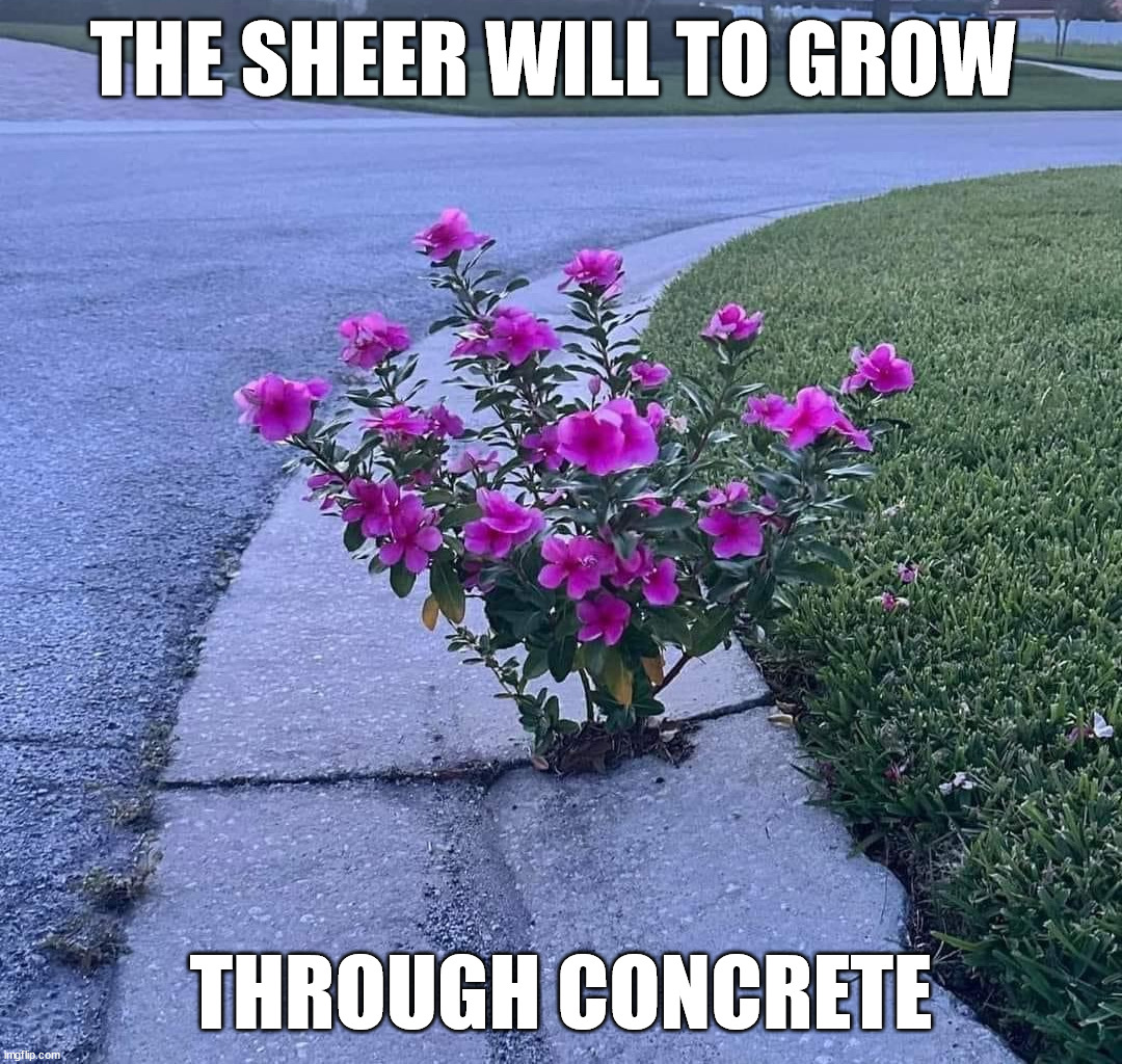 THE SHEER WILL TO GROW; THROUGH CONCRETE | image tagged in wholesome | made w/ Imgflip meme maker