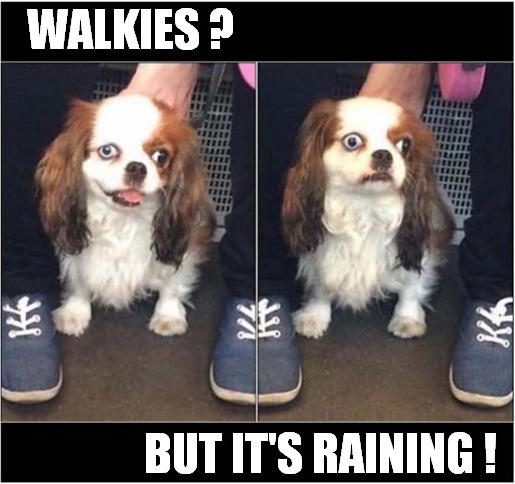 Should I Stay Or Should I Go ? | WALKIES ? BUT IT'S RAINING ! | image tagged in dogs,walkies,raining | made w/ Imgflip meme maker