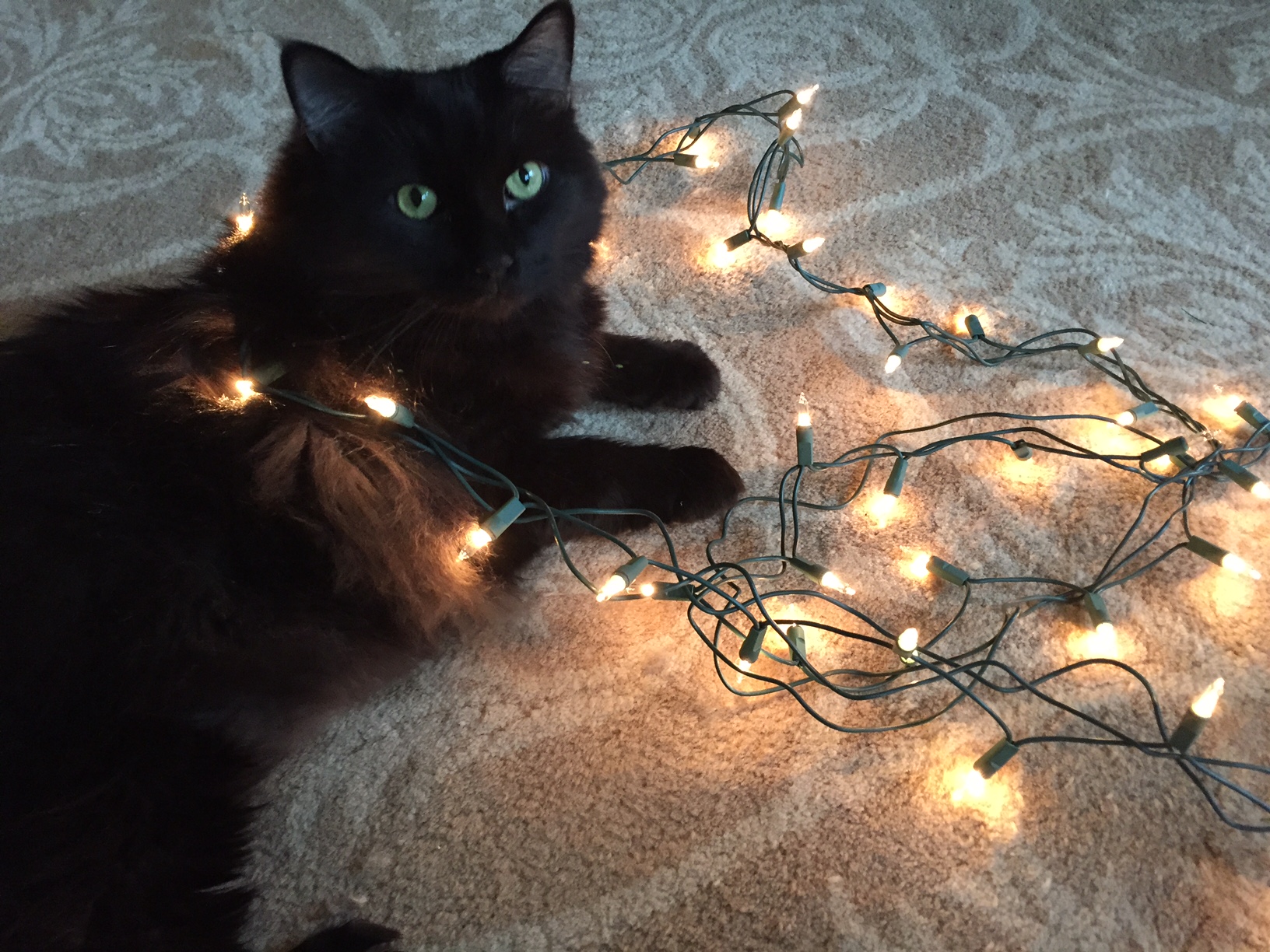 High Quality Christmas Cat Blank Meme Template