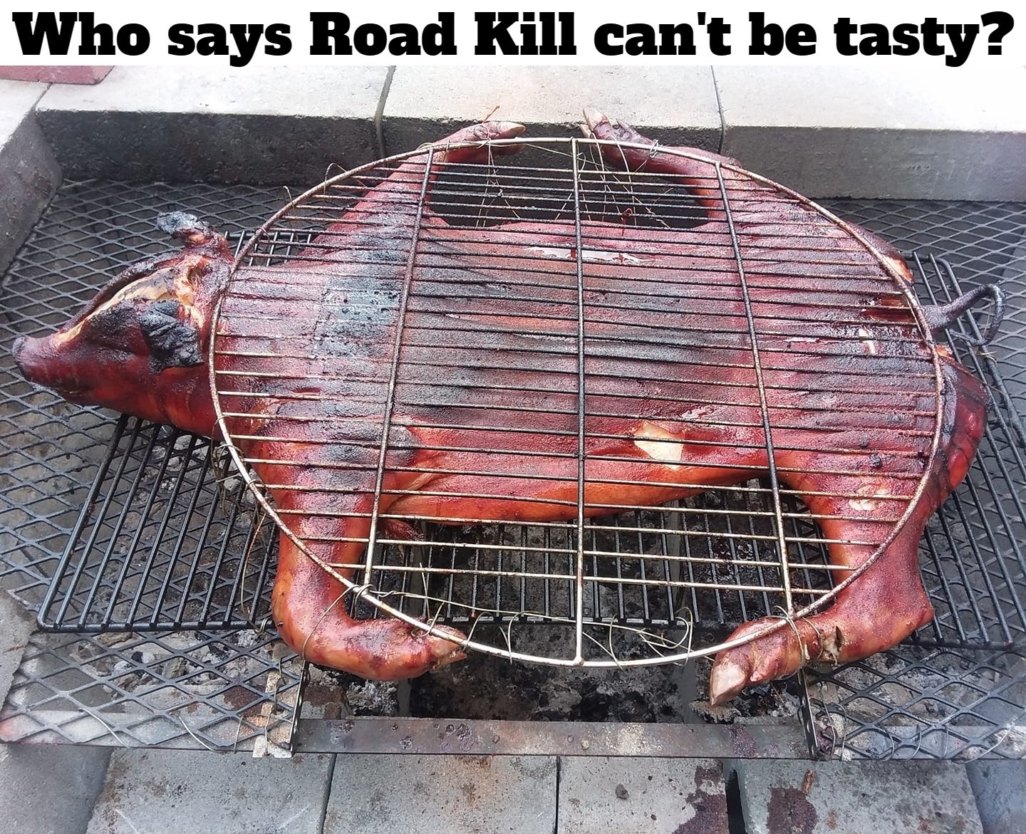 Who says Road Kill can't be tasty? | image tagged in road kill,people for the eating of tasty animals,peta,flat pig,porky pig,bbq | made w/ Imgflip meme maker