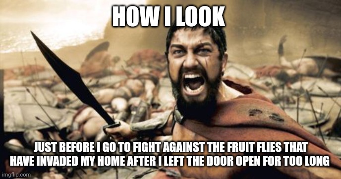 Battle of the flies | HOW I LOOK; JUST BEFORE I GO TO FIGHT AGAINST THE FRUIT FLIES THAT HAVE INVADED MY HOME AFTER I LEFT THE DOOR OPEN FOR TOO LONG | image tagged in memes,sparta leonidas | made w/ Imgflip meme maker