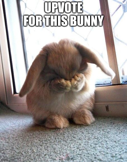 embarrassed bunny | UPVOTE FOR THIS BUNNY | image tagged in embarrassed bunny | made w/ Imgflip meme maker