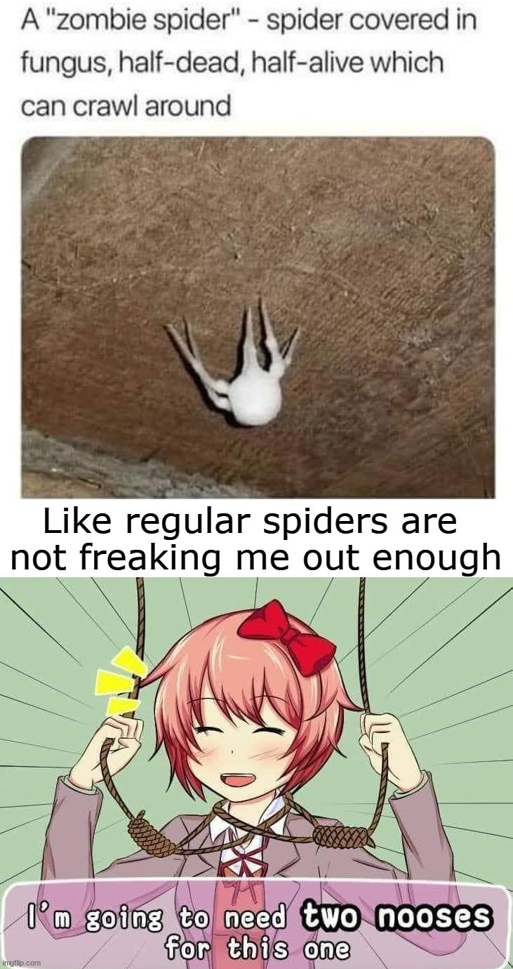 Why do we need this? | image tagged in spiders,why,freaked | made w/ Imgflip meme maker
