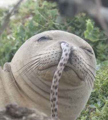 Monk Seal With Eel in Nose Blank Meme Template