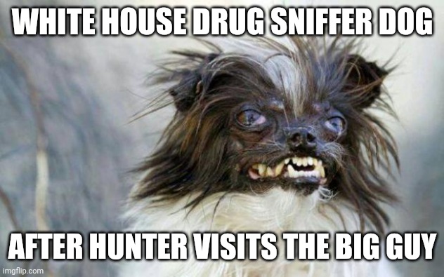 UGLY DOG  | WHITE HOUSE DRUG SNIFFER DOG; AFTER HUNTER VISITS THE BIG GUY | image tagged in ugly dog | made w/ Imgflip meme maker