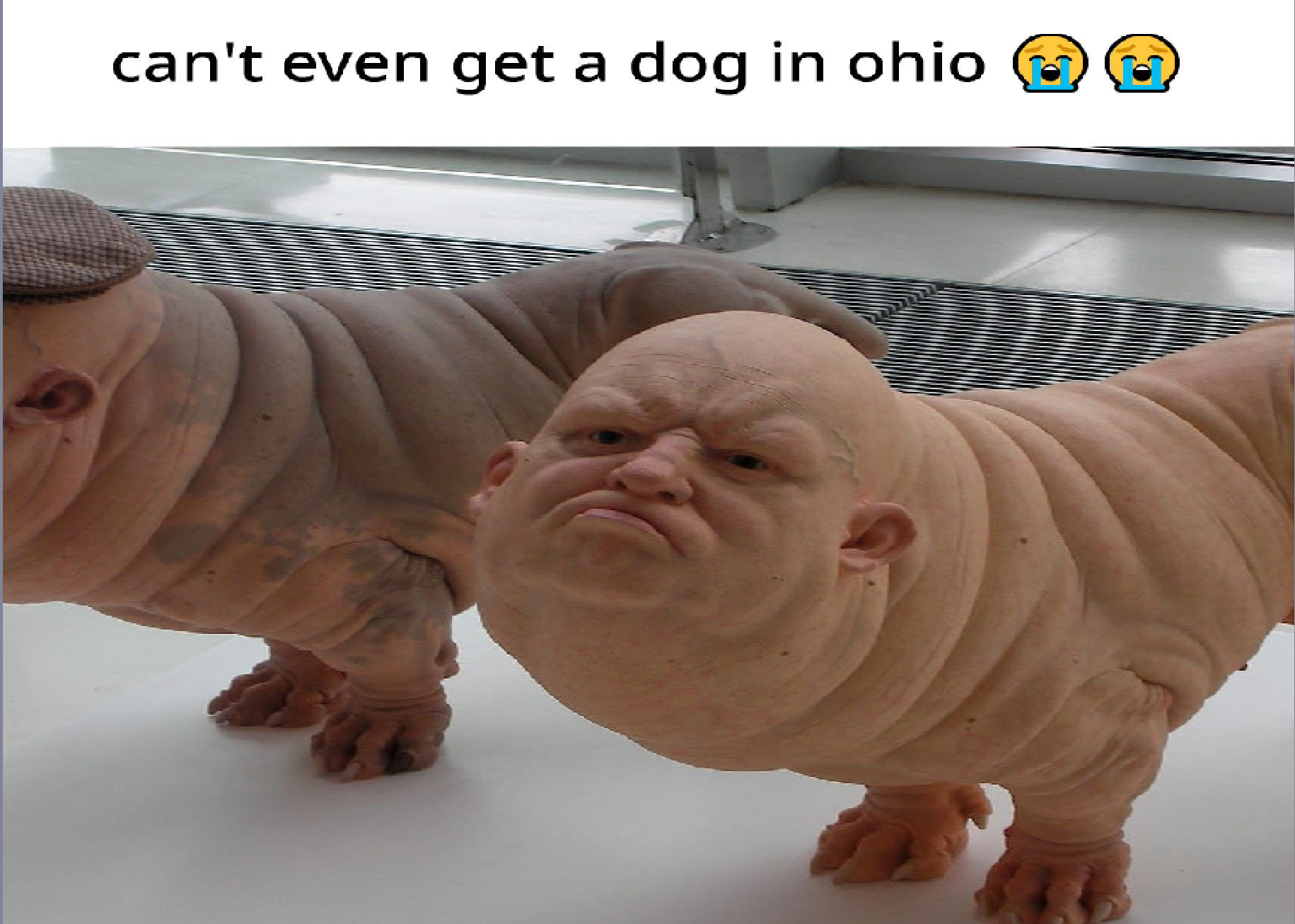Dogs from Ohio Blank Meme Template