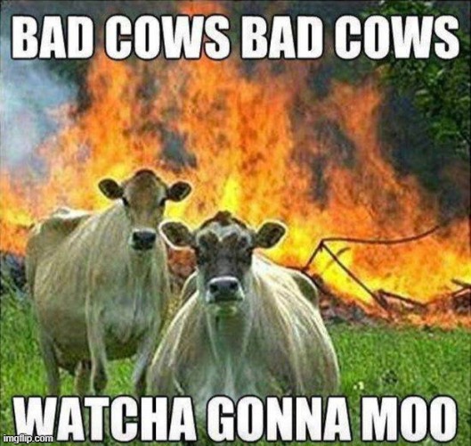 bad cows | image tagged in bad cows | made w/ Imgflip meme maker