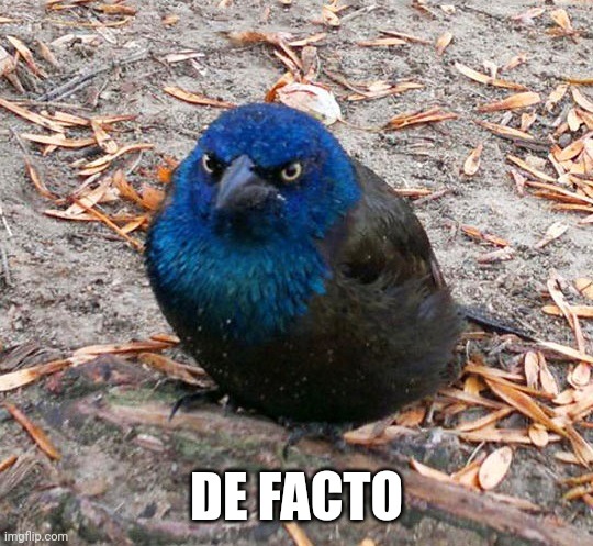 angrey bird in real life. | DE FACTO | image tagged in angrey bird in real life | made w/ Imgflip meme maker