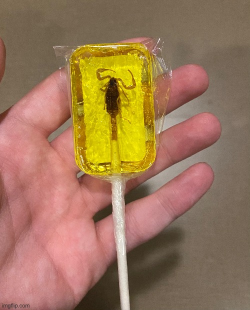 [Final Road Trip Pic] I bought this sucker with a bark scorpion yesterday in Oklahoma | image tagged in sucker,oklahoma,road trip | made w/ Imgflip meme maker