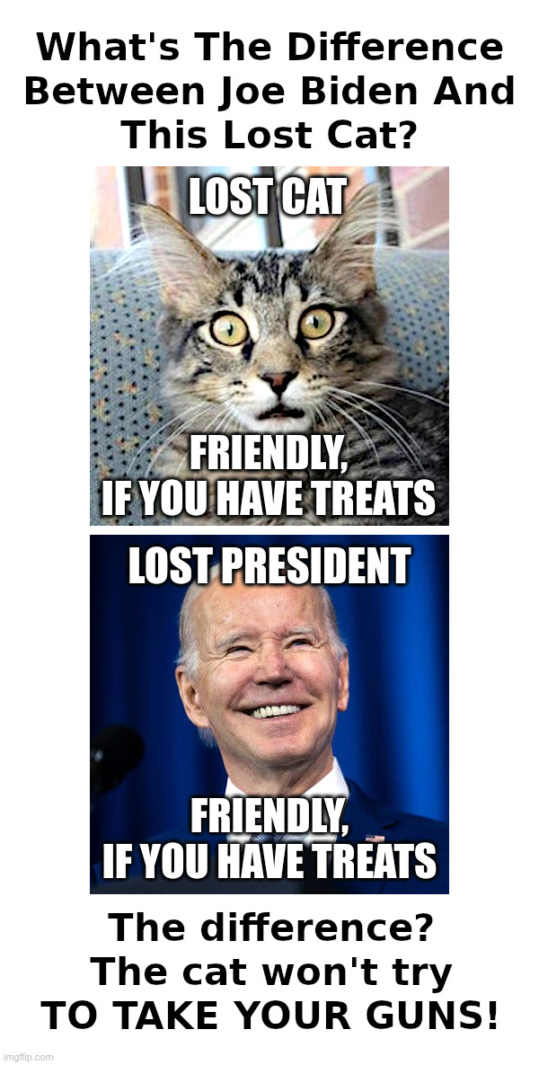 What's The Difference Betwen Joe Biden And This Lost Cat? | image tagged in joe biden,lost,cat,president,friendly,bribes | made w/ Imgflip meme maker