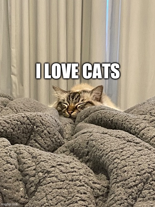 Hope This makes Your Day Better (My Cat) | I LOVE CATS | image tagged in sleepy cat | made w/ Imgflip meme maker