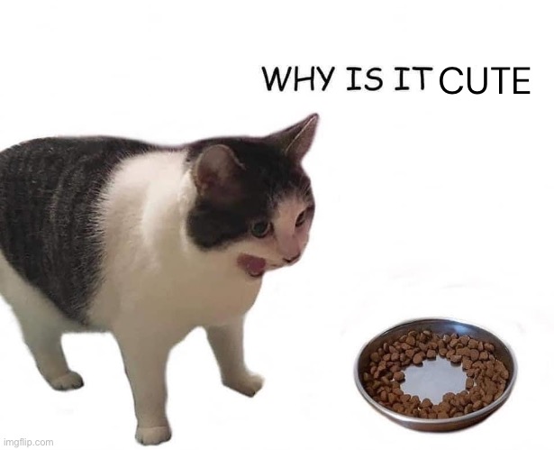 Why is it empty | CUTE | image tagged in why is it empty | made w/ Imgflip meme maker