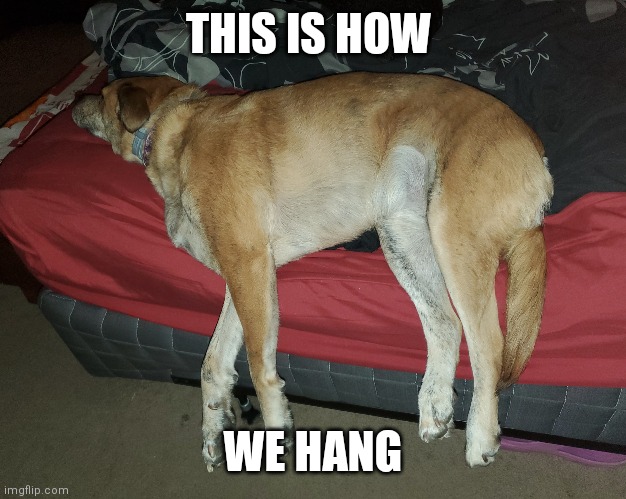 THIS IS HOW; WE HANG | image tagged in hanging out,funny dogs,sleeping,dog memes,how we hang,sleepy dog | made w/ Imgflip meme maker