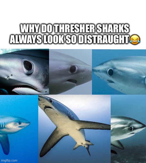 Thresher sharks | WHY DO THRESHER SHARKS ALWAYS LOOK SO DISTRAUGHT😂 | image tagged in shark | made w/ Imgflip meme maker