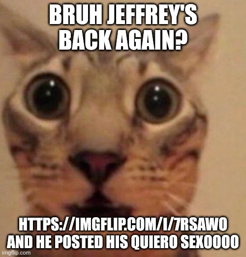 Shocked cat | BRUH JEFFREY'S BACK AGAIN? HTTPS://IMGFLIP.COM/I/7RSAWO
AND HE POSTED HIS QUIERO SEXOOOO | image tagged in shocked cat | made w/ Imgflip meme maker