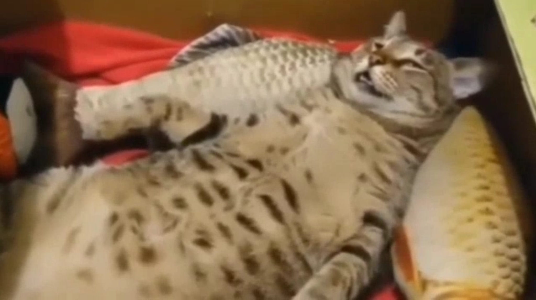 Sleeping cat Blank Meme Template
