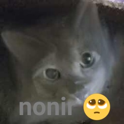 nonir | made w/ Imgflip meme maker
