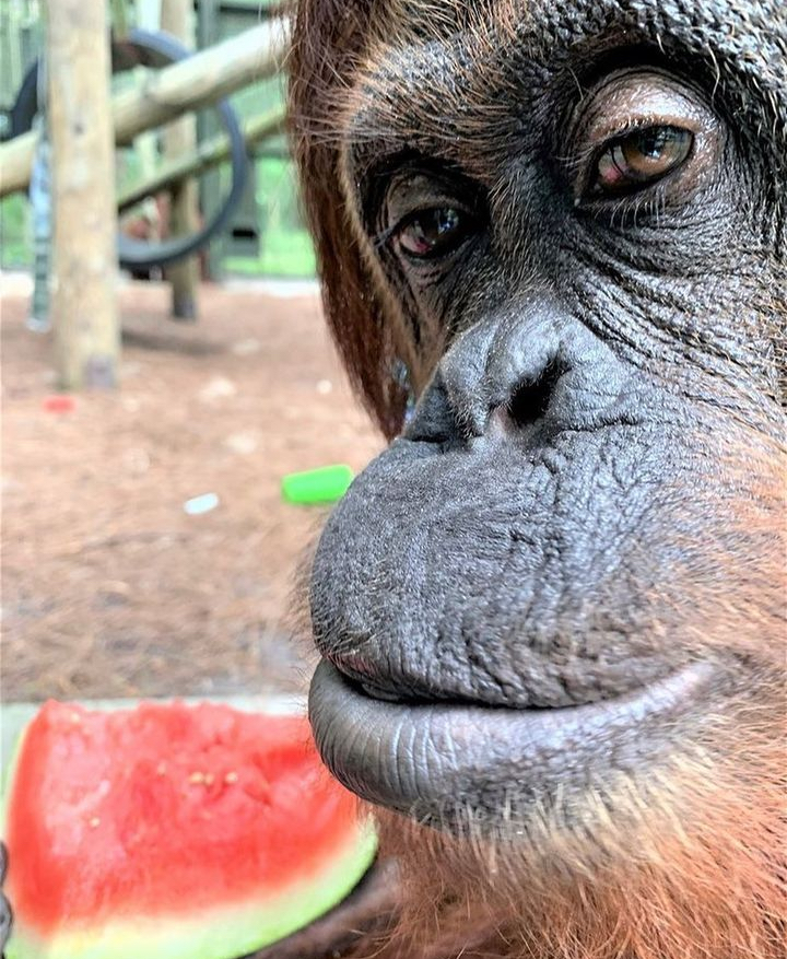 Monke Eating Watermelon Blank Meme Template