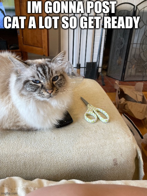 happy cat | IM GONNA POST CAT A LOT SO GET READY | image tagged in cats | made w/ Imgflip meme maker