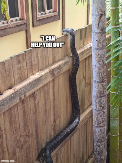 python looking over fence | "I CAN HELP YOU OUT" | image tagged in python looking over fence | made w/ Imgflip meme maker