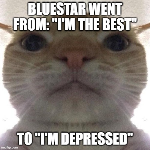 I just started reading and, am I engrossed in this series! | BLUESTAR WENT FROM: "I'M THE BEST"; TO "I'M DEPRESSED" | image tagged in staring cat/gusic,warrior cats,warrior,cats,funny,so true | made w/ Imgflip meme maker