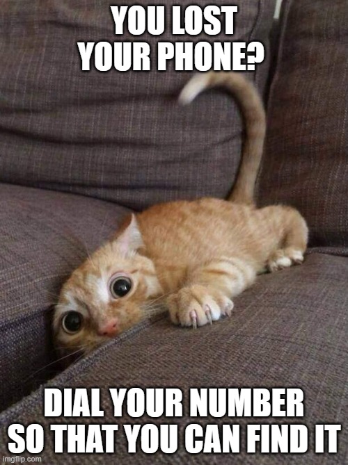 But you don't have a phone anymore! | YOU LOST YOUR PHONE? DIAL YOUR NUMBER SO THAT YOU CAN FIND IT | image tagged in crazy cat,dumb,insane,bread,whatever,why are you reading the tags | made w/ Imgflip meme maker