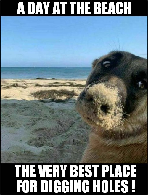 One Lucky Dog ! | A DAY AT THE BEACH; THE VERY BEST PLACE
FOR DIGGING HOLES ! | image tagged in dogs,day at the beach,digging,holes | made w/ Imgflip meme maker