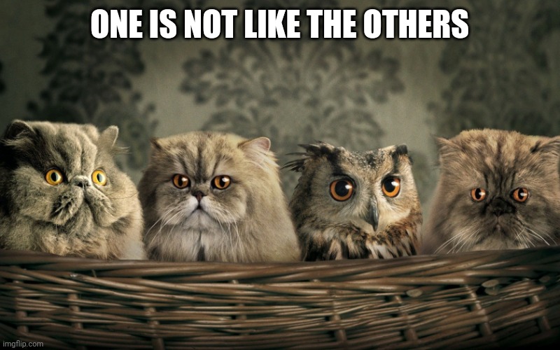 cats with owl | ONE IS NOT LIKE THE OTHERS | image tagged in cats with owl | made w/ Imgflip meme maker