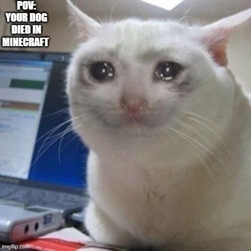 Crying cat | POV: YOUR DOG DIED IN MINECRAFT | image tagged in crying cat | made w/ Imgflip meme maker