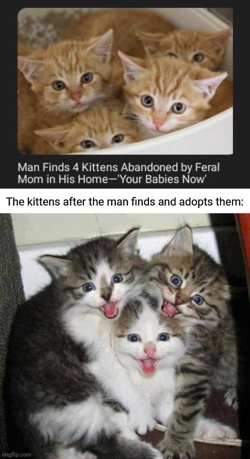 Kittens | The kittens after the man finds and adopts them: | image tagged in happy cats,kittens,kitten,cats,cat,memes | made w/ Imgflip meme maker