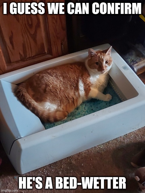 For context, that's a self-cleaning litter box | I GUESS WE CAN CONFIRM; HE'S A BED-WETTER | image tagged in tigger,litter box,kitty | made w/ Imgflip meme maker