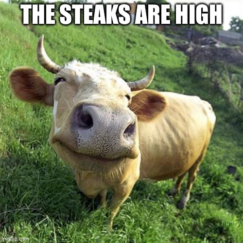 Steaks | THE STEAKS ARE HIGH | image tagged in cow,steak,high | made w/ Imgflip meme maker