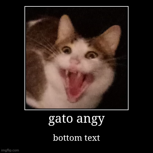 gato angy bottom text | gato angy | bottom text | image tagged in demotivationals,cat | made w/ Imgflip demotivational maker