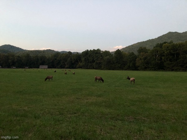 Elk at Cherokee national forest | image tagged in elk,cherokee,national forest | made w/ Imgflip meme maker