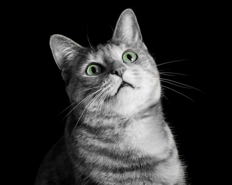 Horrified cat Blank Meme Template