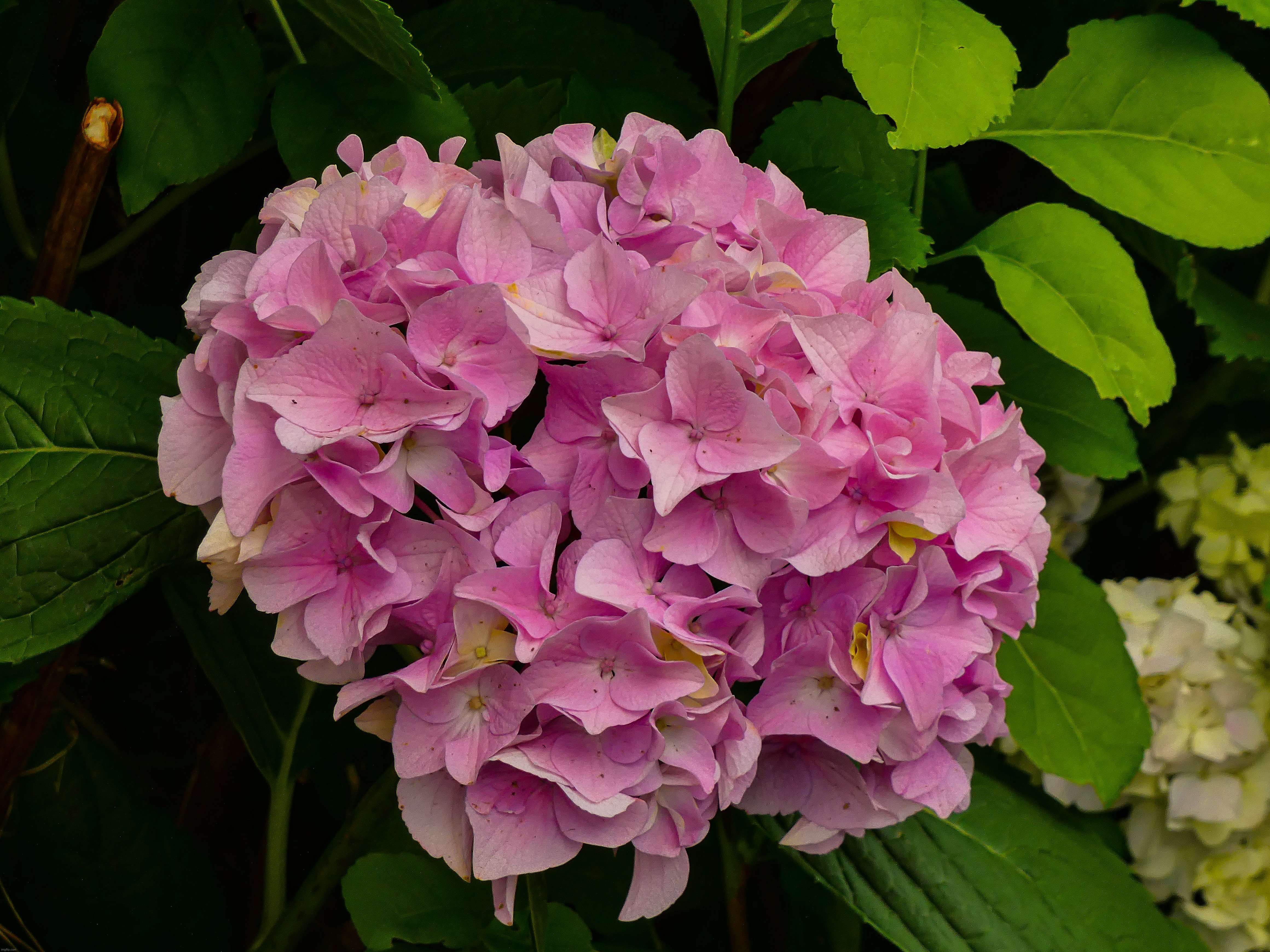 Hydrangea Flowers | image tagged in share your own photos | made w/ Imgflip meme maker