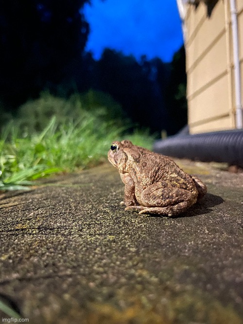 American Toad | image tagged in toad,photos,photography | made w/ Imgflip meme maker