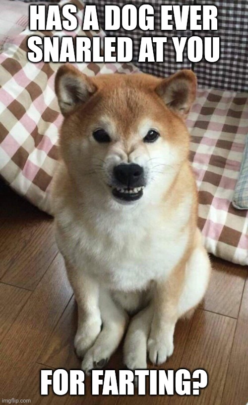 Angry doge | HAS A DOG EVER SNARLED AT YOU; FOR FARTING? | image tagged in angry doge | made w/ Imgflip meme maker
