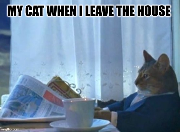 My cat | MY CAT WHEN I LEAVE THE HOUSE | image tagged in memes,i should buy a boat cat | made w/ Imgflip meme maker