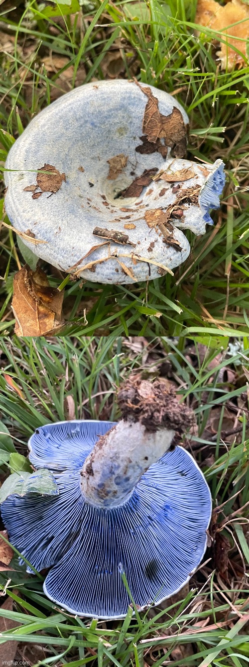 This mushroom is a rather rare find, it’s called Indigo Milky Cap (Lactarius Indigo) more info in comments | image tagged in mushrooms,photography,photos | made w/ Imgflip meme maker