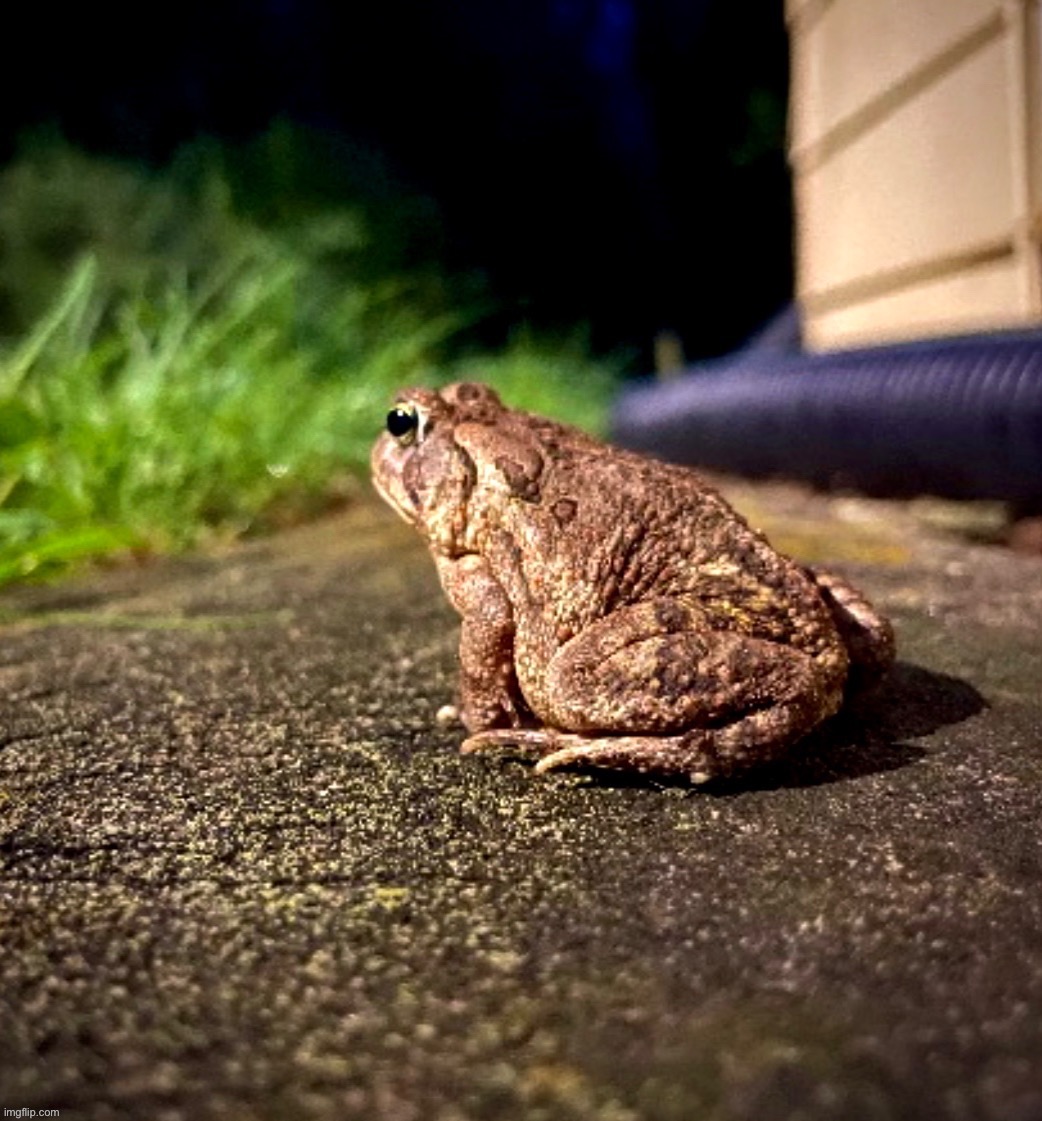 American toad but edited (credits to Birdnerd01 for editing it) | image tagged in photography,photos,toad | made w/ Imgflip meme maker