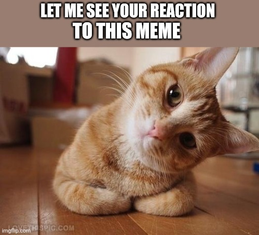 Curious Question Cat | LET ME SEE YOUR REACTION; TO THIS MEME | image tagged in curious question cat | made w/ Imgflip meme maker