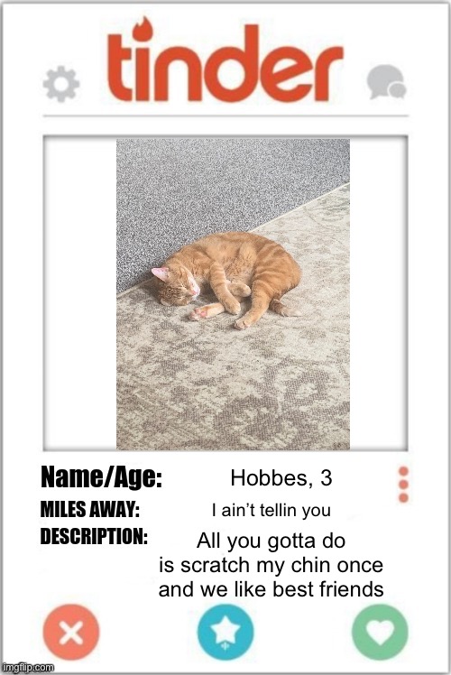 He’s trying to get out there | Hobbes, 3; I ain’t tellin you; All you gotta do is scratch my chin once and we like best friends | image tagged in tinder profile | made w/ Imgflip meme maker