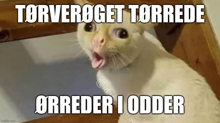 puke cat | TØRVERØGET TØRREDE; ØRREDER I ODDER | image tagged in puke cat | made w/ Imgflip meme maker