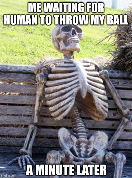 Waiting Skeleton | ME WAITING FOR HUMAN TO THROW MY BALL; A MINUTE LATER | image tagged in memes,waiting skeleton | made w/ Imgflip meme maker