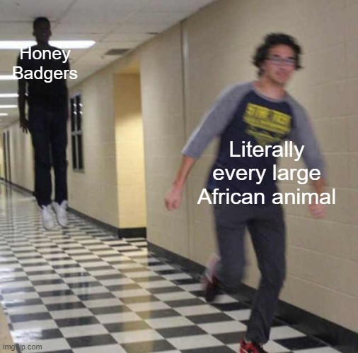 They hate leopards the most | Honey Badgers; Literally every large African animal | image tagged in floating boy chasing running boy | made w/ Imgflip meme maker